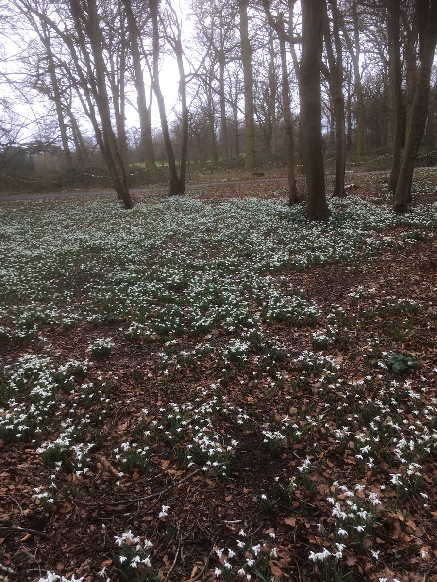 Well, if you want a display of Snowdrops, you couldn’t do much better than this <a href="/nationaltrust/">National Trust</a> #Attingham . Predominately Galanthus nivalis’Flore Pleno’. #Galanthophile