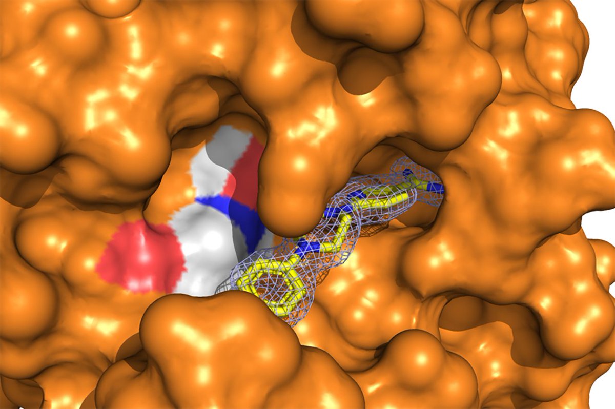 The Journal of Immunology (@j_immunol) on Twitter photo Former #JI_Editor <a href="/BvgLab/">Brian V Geisbrecht Lab</a> <a href="/KStateBMB/">K-State BMB</a>: 6-(4-phenylpiperazin-1-yl)pyridine-3-carboximidamide as a new class of small-molecule #complement C1s inhibitor #ReadTheJI #immunology 👉 ow.ly/4GWV50QzEil Former #JI_Editor <a href="/BvgLab/">Brian V Geisbrecht Lab</a> <a href="/KStateBMB/">K-State BMB</a>: 6-(4-phenylpiperazin-1-yl)pyridine-3-carboximidamide as a new class of small-molecule #complement C1s inhibitor #ReadTheJI #immunology 👉 ow.ly/4GWV50QzEil