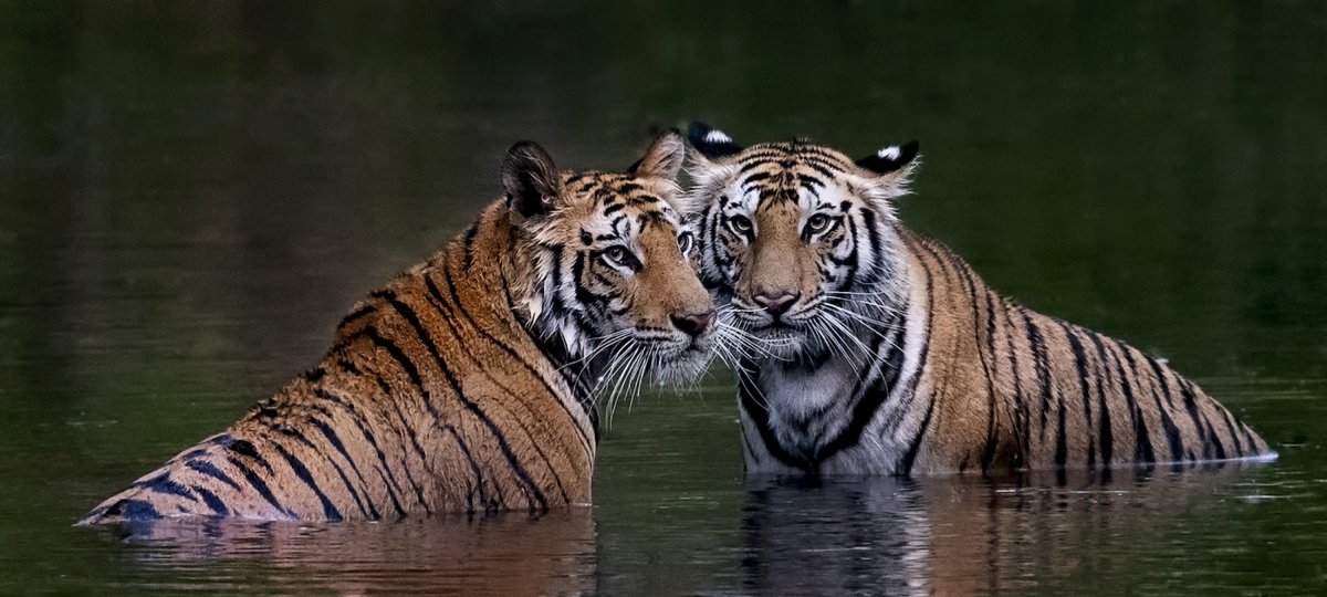 UNEP_NYO's tweet photo. 🐅🌿 #TigerComeback! 
Hundreds of researchers in #Bhutan, supported by @UNEP, have studied the endangered royal Bengal tiger.
This year, they observed a 27% increase since 2015 📷
Let's make tiger #conservation a roaring success! 🐾
Read more: https://t.co/AphygI5Xv9 https://t.co/I2z9cu2m8C