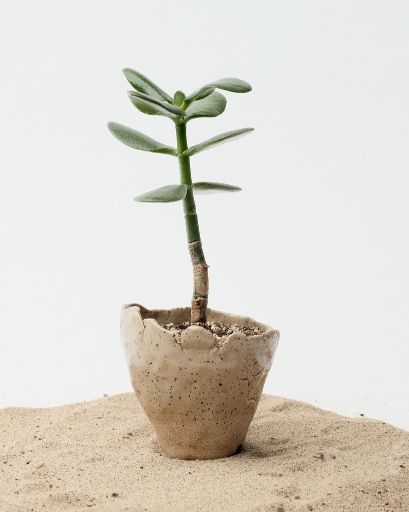 Jade, living in one of my speckled pinch pots.⁠
The soil mix is akadama, lava rock, &amp; pumice, which together create optimal aeration of the root system.⁠
-⁠
-⁠
-⁠
-⁠
-⁠
#pottery #ceramics #handmade #clay #pinchpot #succulent #jade