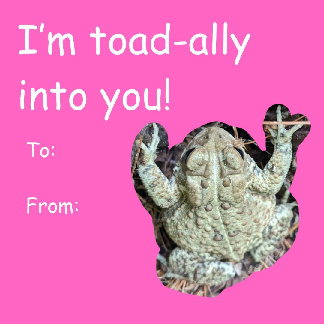 ActonMAGov's tweet photo. Looking for Valentine's Day ideas? Visit one of the 20+ Conservation Lands in Acton with your partner! You'll fall in love with nature and each other! Use these Valentine's Day cards to show off your love for local natural resources! #conservationland #ActonMA #valentinesday https://t.co/qdoXHXCivb
