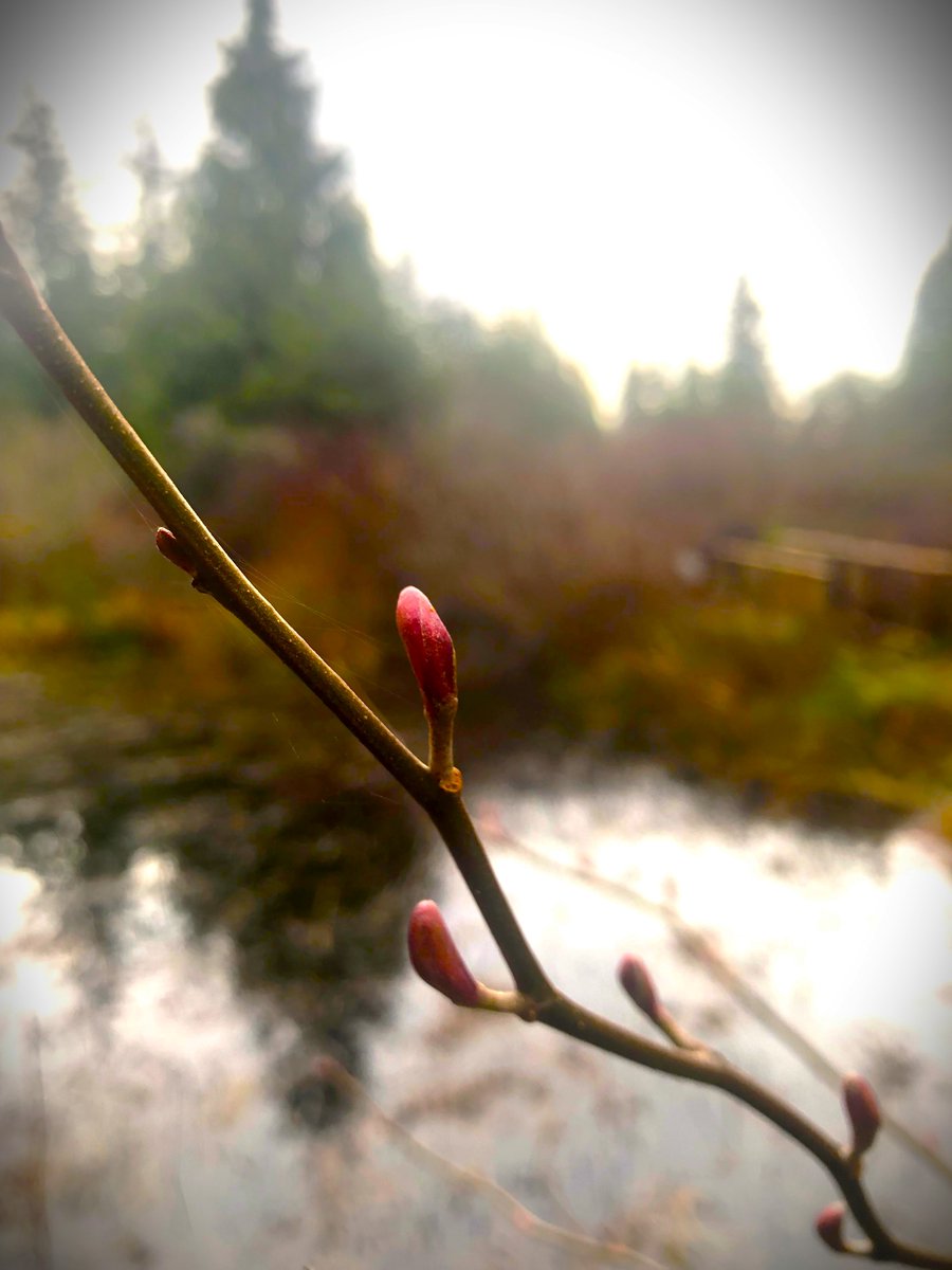 #WildPlantWednesday Winter can seem a drab time of year for trees. Deciduous trees stand naked in the wind and evergreens hold their ground with little decoration. This plant is naturally occurring on site at the garden, as are a number of red alders both large and small.