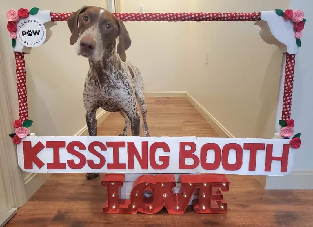commsonawire's tweet image. Who wants a big smooch? Happy #ValentinesDay.  Our boy is so sweet. #germanshorthairedpointer