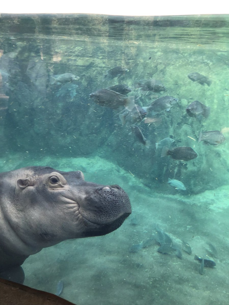 @MerriamWebster Hippopotamus! #TeamFiona