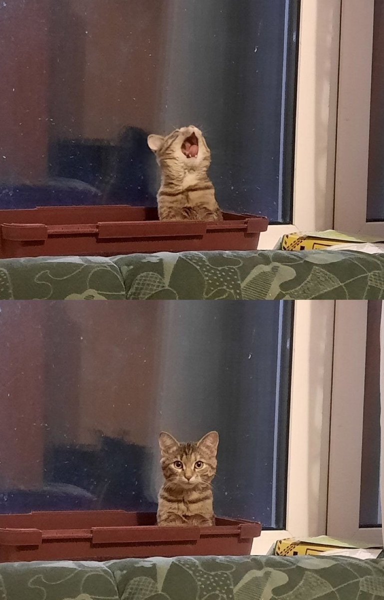 ShouldHaveCat's tweet photo. https://t.co/IbsjptMbP4