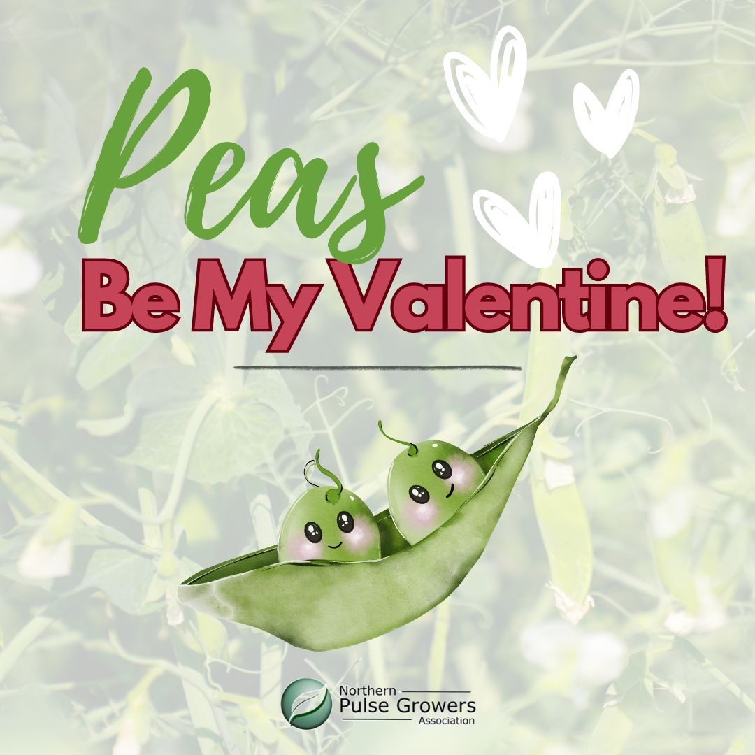 ❤️🫛Hap-PEA Valentine's Day!🫛❤️ #LovePulses #PlantPulses