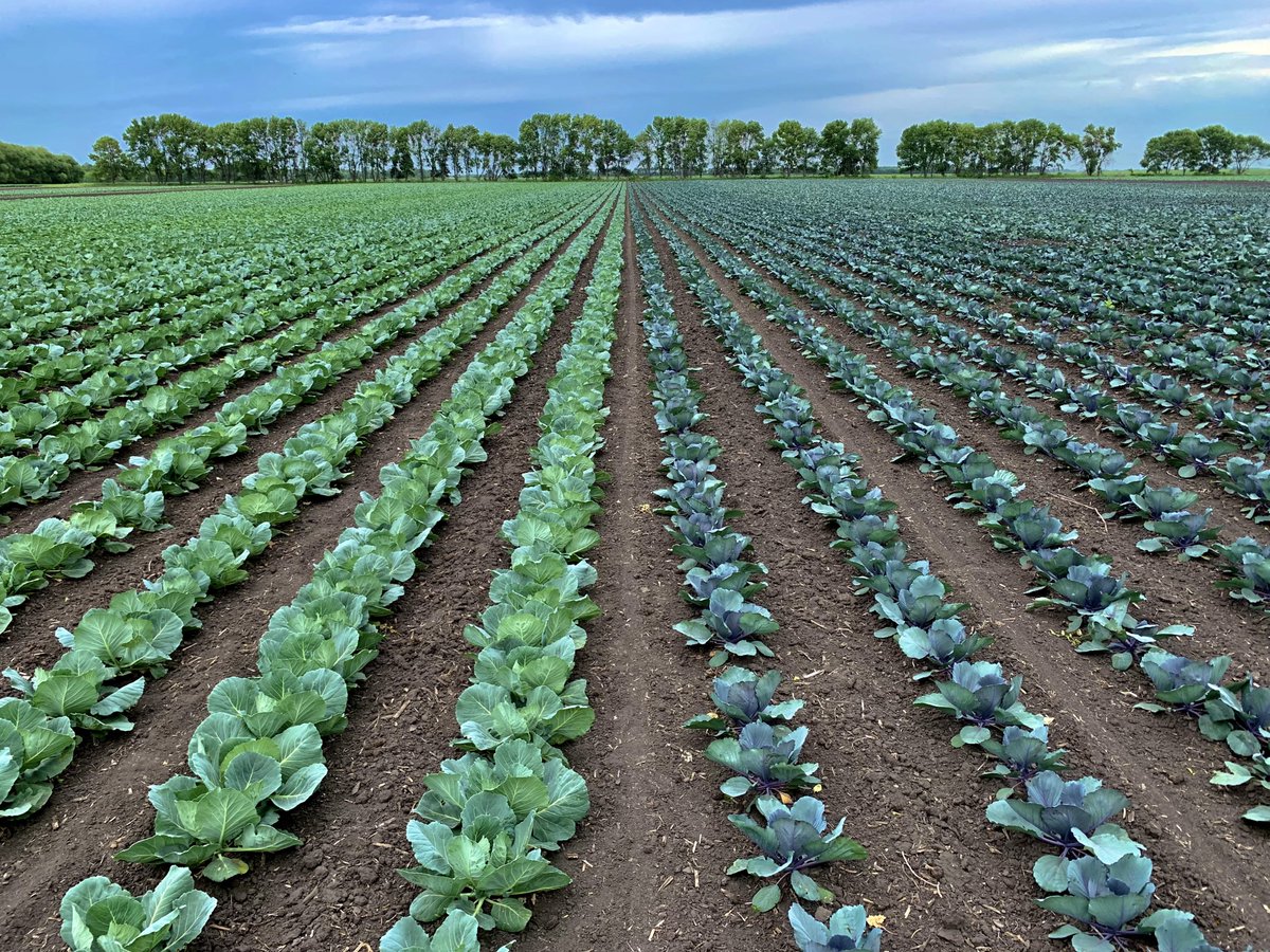 PeakoftheMarket's tweet photo. #DYK Today is National Cabbage Day!

This leafy vegetable is a great source of Vitamin C and Vitamin K! There are so many ways to enjoy cabbage, from sauerkraut and soups to coleslaws and stir-fries🍴 

What's your favourite cabbage-based recipe?!

#CabbageDay #Recipes #HomeCook https://t.co/P7LnlBxdA0