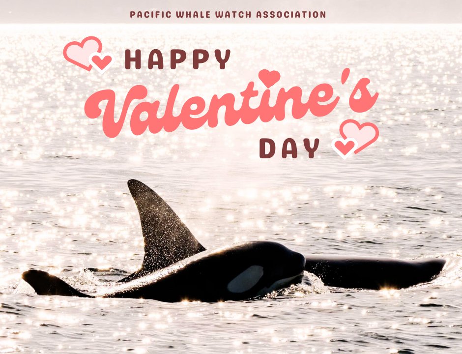 Pacific Whale Watch Association 🐳 on X: 🐳 you be our valentine