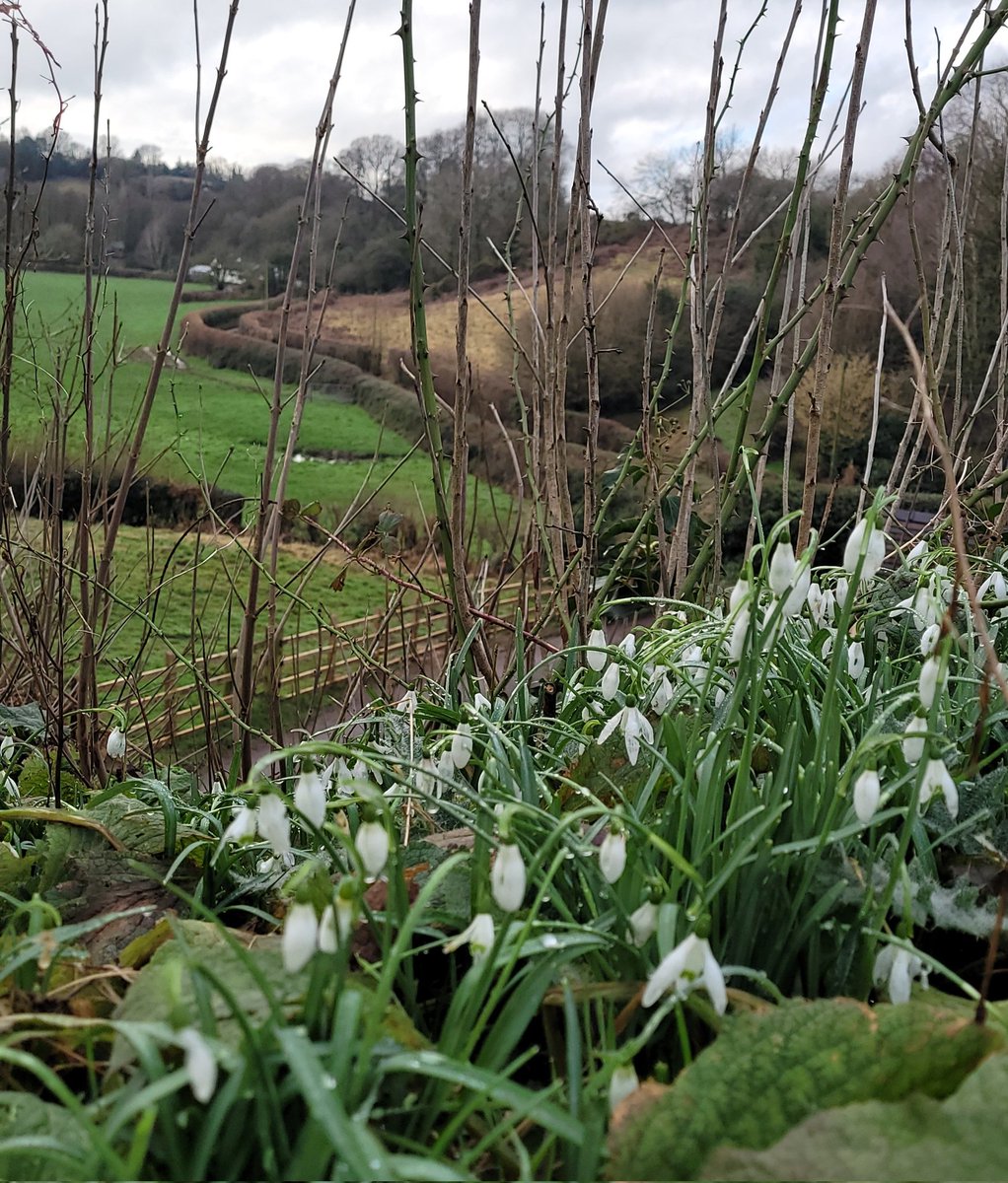 #Snowdrops (Galanthus nivalis) looking down a lane in #Staffordshire where it was thought unlucky to bring them into the house (Grigson). A #neophyte plant, it doesn't occur in older #PlaceNames but can be found in house names. AKA Candlemass Bells since they flower in February!
