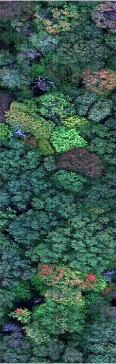 Ingo Ensminger (@ensmingerlab) on Twitter photo Two fully funded PhD positions in our lab at <a href="/UTMBiology/">UTM Biology</a>. We will use #SIF (solar induced fluorescence) and #drones to assess photosynthesis and GPP at fluxsites in Ontario and Quebec. Deadline for domestic grad students is closing soon. More info: ensmingerlab@utoronto.ca Two fully funded PhD positions in our lab at <a href="/UTMBiology/">UTM Biology</a>. We will use #SIF (solar induced fluorescence) and #drones to assess photosynthesis and GPP at fluxsites in Ontario and Quebec. Deadline for domestic grad students is closing soon. More info: ensmingerlab@utoronto.ca