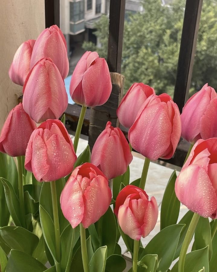 aromanticafe's tweet photo. delivery for: aros who celebrate valentines day ! ♡

ʚ menu ɞ
• cake
• flowers

💌: i hope you have an amazing day today ! you are 100% valid for choosing to celebrate valentines day &amp; it doesn’t make you any less aro ! you are so loved &amp; appreciated ! ♡ https://t.co/0UktWCqn0m