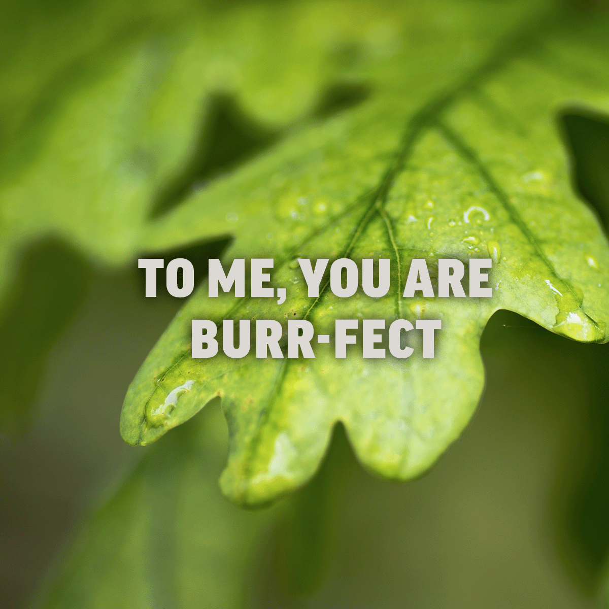 Leaves are green, bark is brown, you deserve the tree-planting crown.

We can’t help but get sappy thinking about our supporters, members, and partners who support our work and make a difference in the world. Happy #ValentinesDay! We think you’re pretty tree-rific!