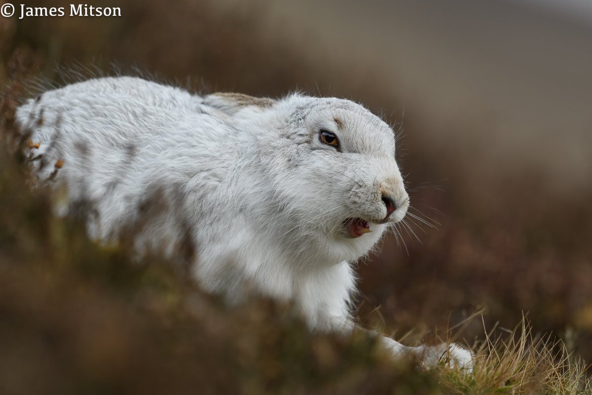 JMitsonPhotos's tweet photo. #Mountainhare photographed in the Scottish Highlands.

#wildlife #wildlifephotography 
#WildlifeWednesday #Nikon 
#Naturephotography #nature https://t.co/w9BaQsSoGL