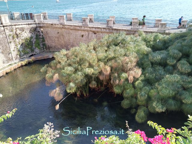 SiciliaPreziosa's tweet photo. Per San Valentino con la #leggenda sull'#amore tra #Aretusa e #Alfeo e del mito che rivive nella fonte di Ortigia a #Siracusa...https://t.co/zzVxWvUj49

#SanValentino #BuonSanValentino #ValentinesDay #14febbraio #sanvalentin2024 #AmorEs #Sicilia #Sicily https://t.co/c1zZV3wxdG