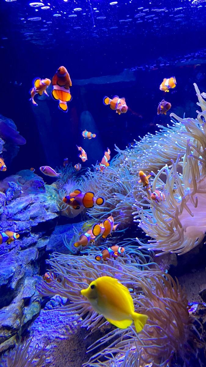 violettweets_'s tweet photo. fishes. https://t.co/69n9FMBrEo