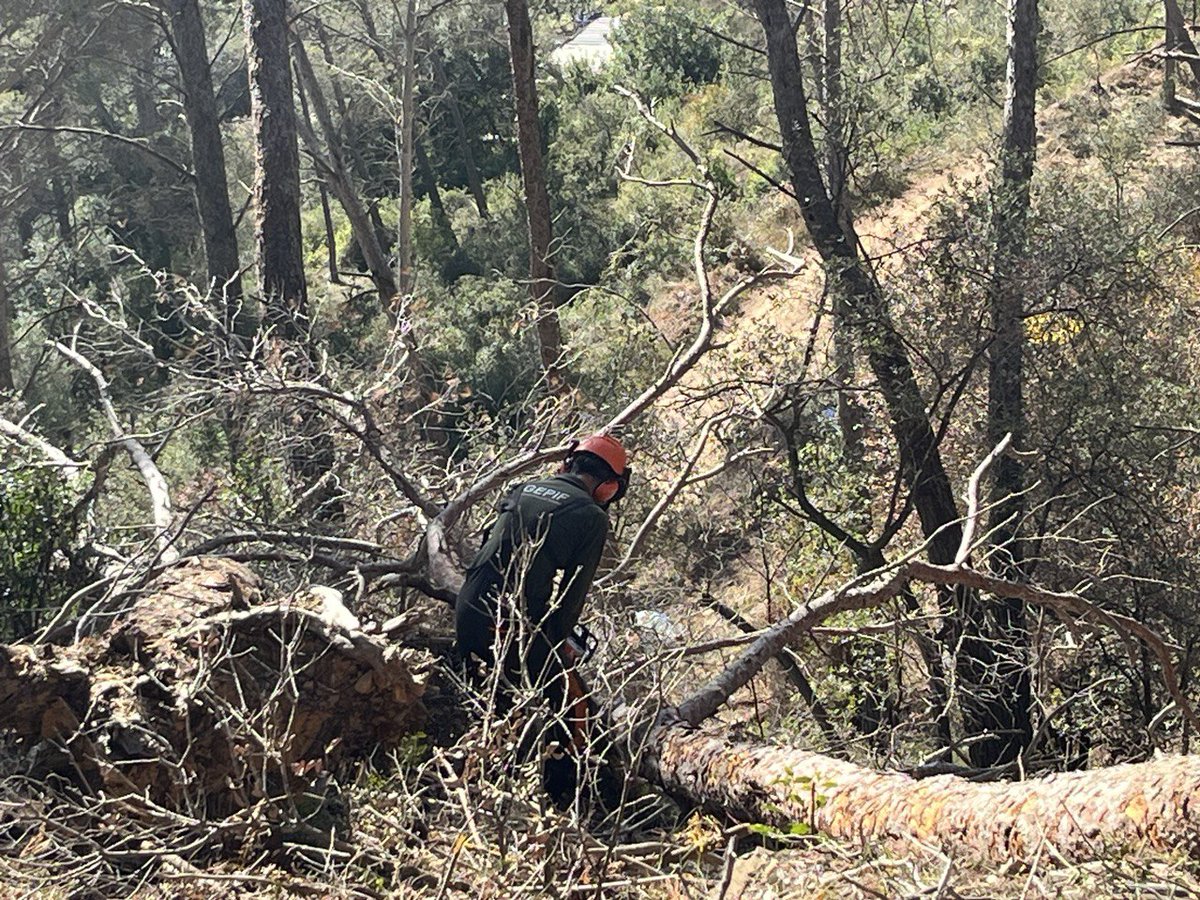 🪵 Retirem arbres morts a causa de la sequera dels darrers tres anys al #BaixLlobregat.

🪚 La tallada i retirada, a càrrec del Grup Especial de Prevenció d’Incendis Forestals (#GEPIF), té per objectiu reduir el combustible en cas d’incendi forestal.

👉 govern.cat/salapremsa/not…