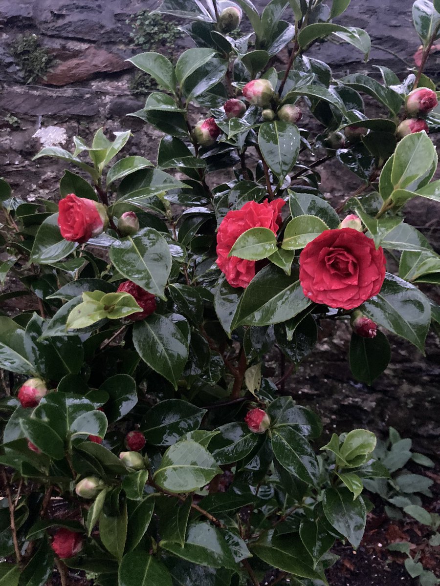 Richard Reynolds tweet media