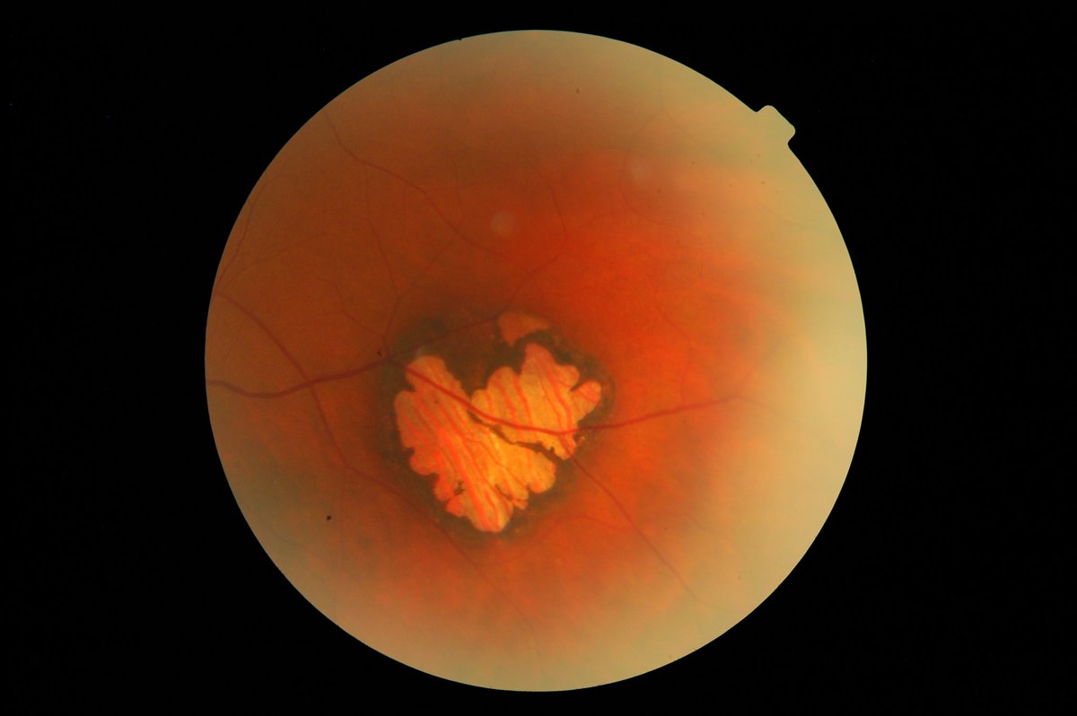 Kye Layton tweet media