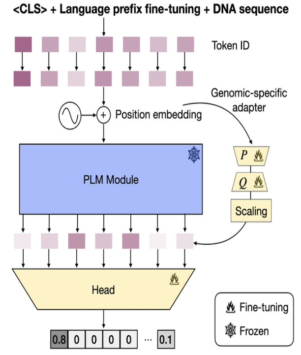 Unleash the power of #DNA foundation models with #NLP #LLMs - check out our new method LINGO!
We steer the NLP linguistic knowledge for #genome understanding, with just genomic-specific adapters &amp; no pretraining! feedback welcome :) arxiv.org/abs/2402.08075