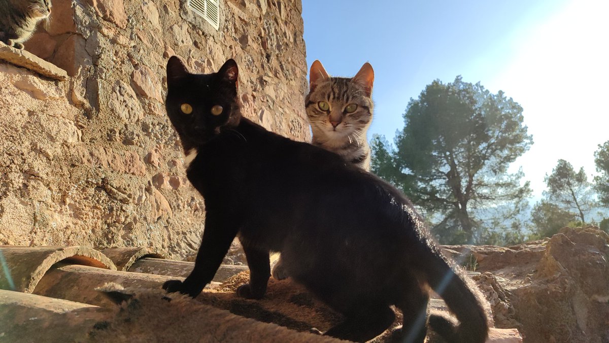 The Wildows Cats tweet media