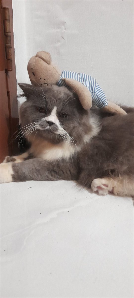 nffalah's tweet photo. Miki sampe ngantuk nih nungguin Baba pulang ngurusin sirekap🥱 https://t.co/ehms0MVsYu