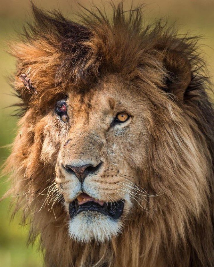 الاسد سكارفيس الاشهر في العالم ❤️
قتل لوحده ٤٠٠ ضبع وهو الاسد الوحيد الذي أنتصر على حيوان فرس النهر في معركة فردية 

تابع معنا هذا السرد ⬇️