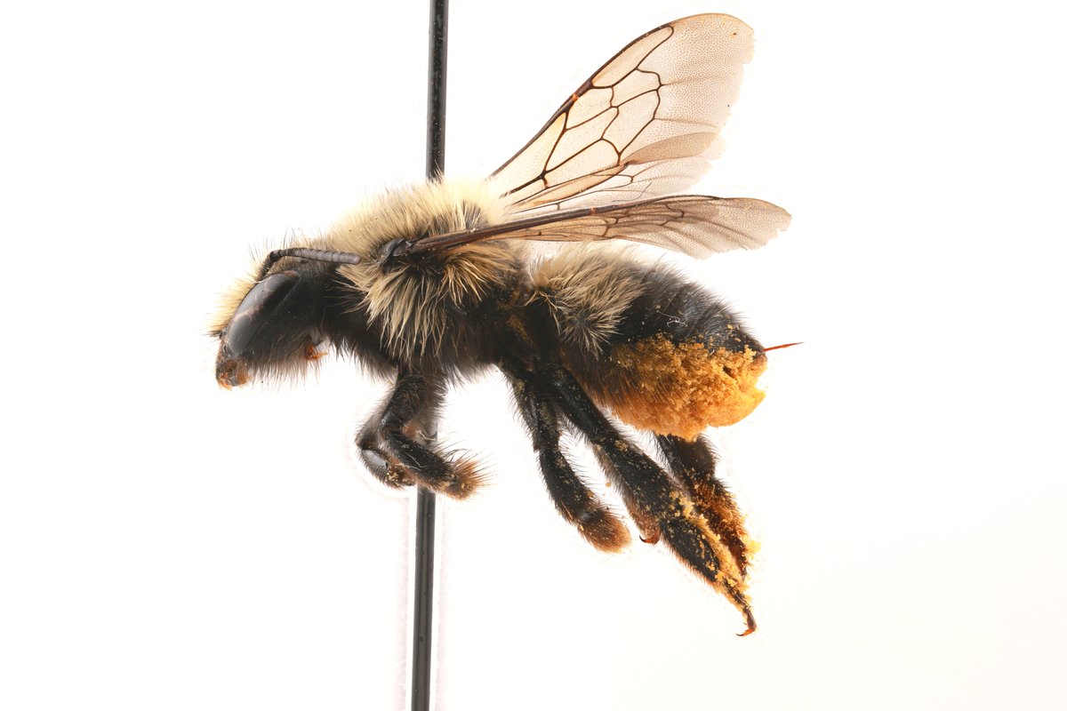 Entomological Society of Canada (@canentomologist) on Twitter photo Job opportunity: Collections / Curatorial Assistant
Spencer Collection at the Beaty Biodiversity Museum UBC
Part-time until August 2027
details here: esc-sec.ca/opportunities-… Job opportunity: Collections / Curatorial Assistant
Spencer Collection at the Beaty Biodiversity Museum UBC
Part-time until August 2027
details here: esc-sec.ca/opportunities-…