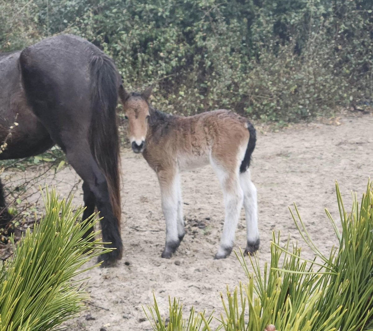 So Precious! Welcome to the world little Eros! First born of 2024! Corolla Wild Horse Fund, thank you for sharing this sweet news, for more information about CWHF... corollawildhorses.com #currituckobx #corollanc #wildhorsewednesday #visitnc #ncwildhorses