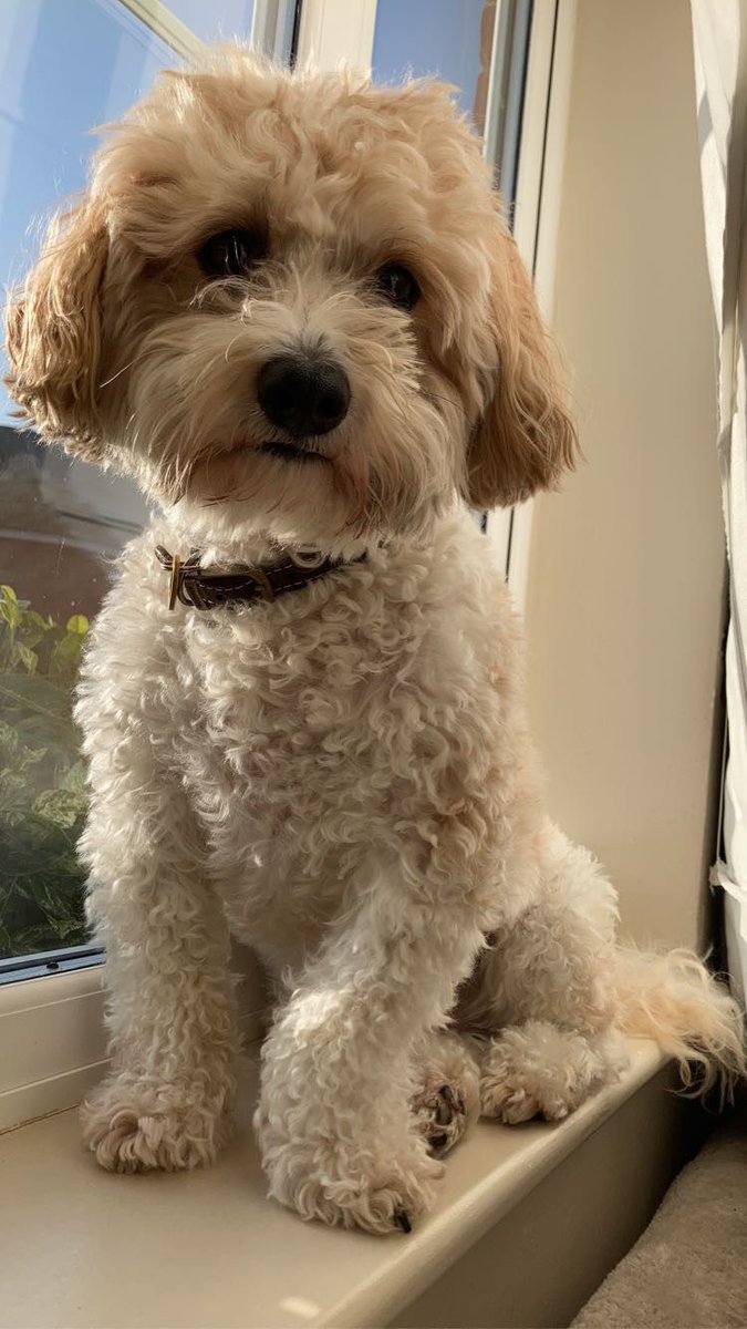 RIP Barney 🪽You have been an amazing dog and brought so much joy &amp; happiness to our family 💙🐶🐾