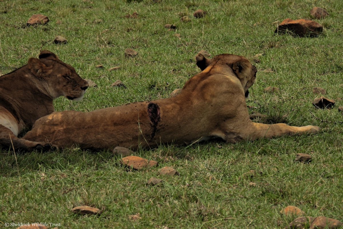 Sheldrick Wildlife Trust tweet media