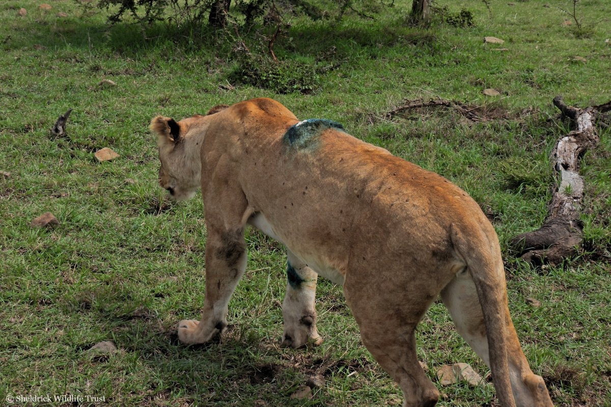 Sheldrick Wildlife Trust tweet media