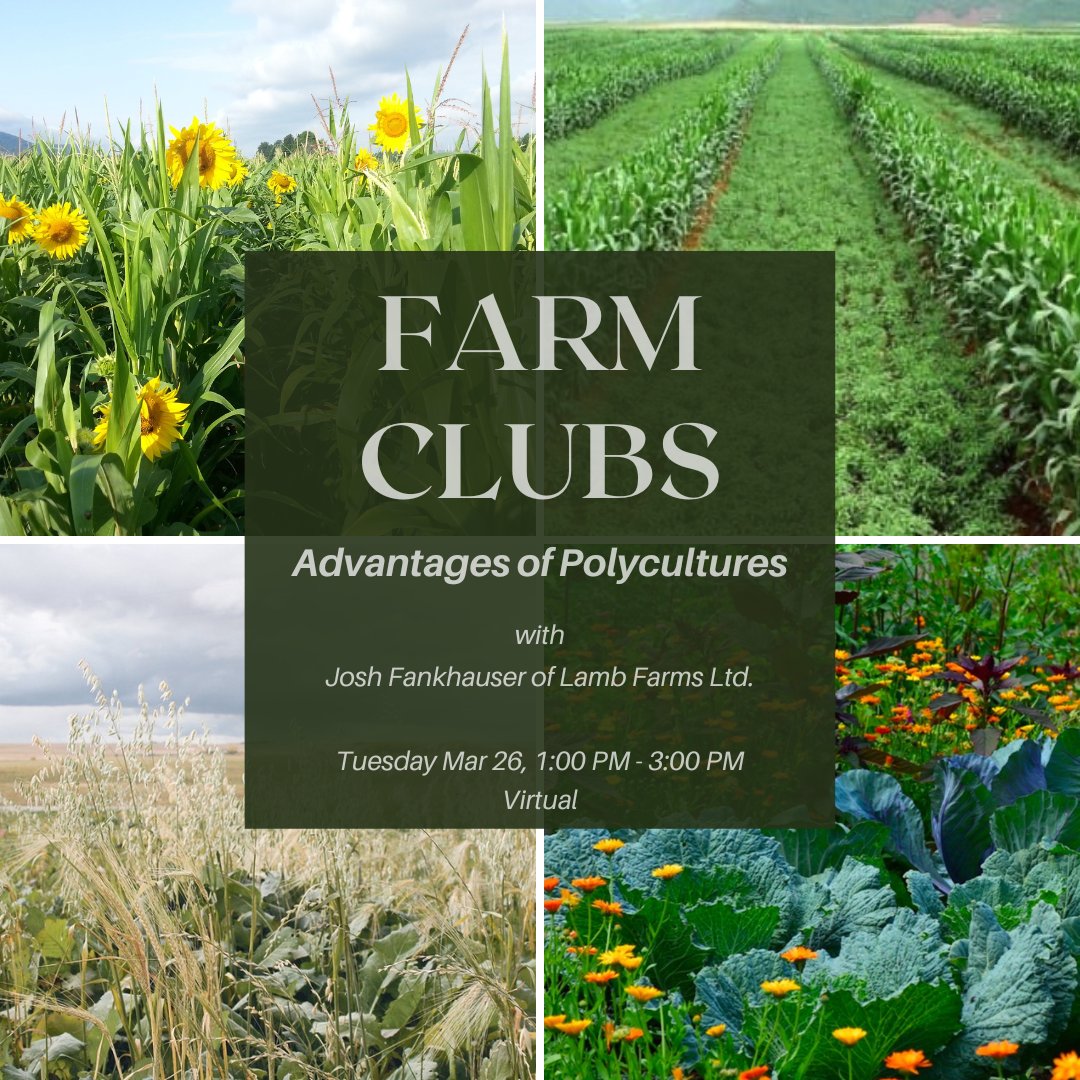 Check out our 2nd Farm Clubs session! 🌱 We'll be discussing polycultures with Josh Fankhauser - a Southern Alberta farmer who has been growing polycultures on dry AND irrigated land for 10+ years! Register: ow.ly/i2FQ50QBigT #FarmClubs #SouthernAlberta #OrganicFarming