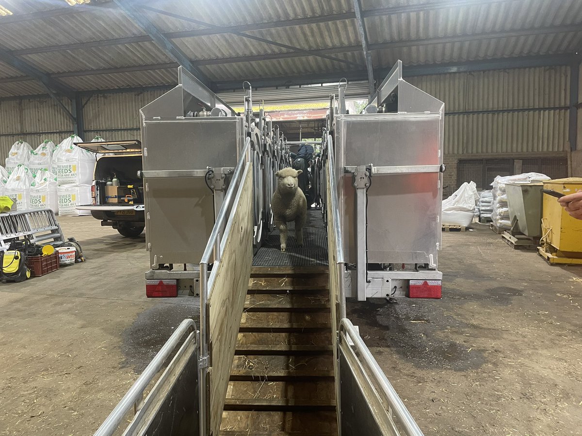 WantisdenHallFarms (@wantisdenhallfa) on Twitter photo A first for us today, #methane testing a batch of #dorset ewe lambs. A <a href="/DefraGovUK/">Defra UK</a> funded project to try and breed a sheep with lower methane emissions #breedforch4nge #innovate #suffolk <a href="/CenturionGroup2/">Centurion Dorset Sheep Breeding Group</a> <a href="/dhpdsba/">Dorset Sheep</a> <a href="/AHDB_BeefLamb/">AHDB Beef & Lamb</a> <a href="/SamBoonBreeding/">Samuel Boon</a> A first for us today, #methane testing a batch of #dorset ewe lambs. A <a href="/DefraGovUK/">Defra UK</a> funded project to try and breed a sheep with lower methane emissions #breedforch4nge #innovate #suffolk <a href="/CenturionGroup2/">Centurion Dorset Sheep Breeding Group</a> <a href="/dhpdsba/">Dorset Sheep</a> <a href="/AHDB_BeefLamb/">AHDB Beef & Lamb</a> <a href="/SamBoonBreeding/">Samuel Boon</a>