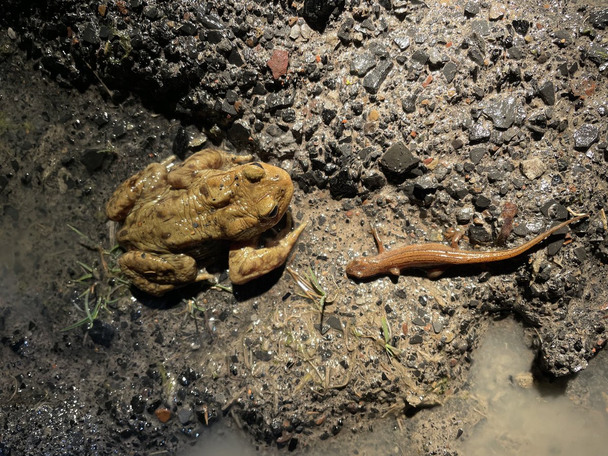 AnimalsNatter's tweet image. This weeks podcast from @NigelPalmer42  features #toadpatrols 🐸 and what you can do to help

player.captivate.fm/episode/b545c4…

@Nottsarg11 
#toads  #frogs #newts