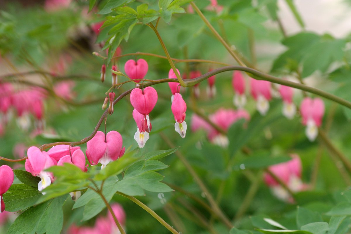 Bleeding heart plant, of course!🩷