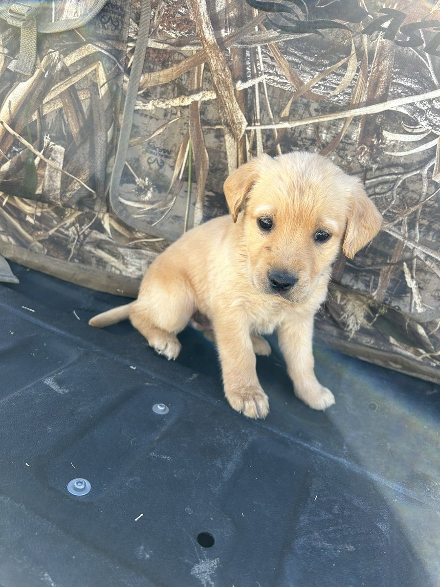 bortner_luke's tweet photo. Purebred Lab Puppies for sale
Perfect timing to get trained for next fall
Message me for details. https://t.co/RyPon56WvG