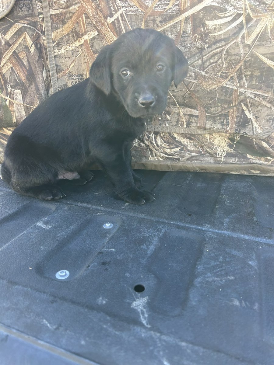 bortner_luke's tweet photo. Purebred Lab Puppies for sale
Perfect timing to get trained for next fall
Message me for details. https://t.co/RyPon56WvG