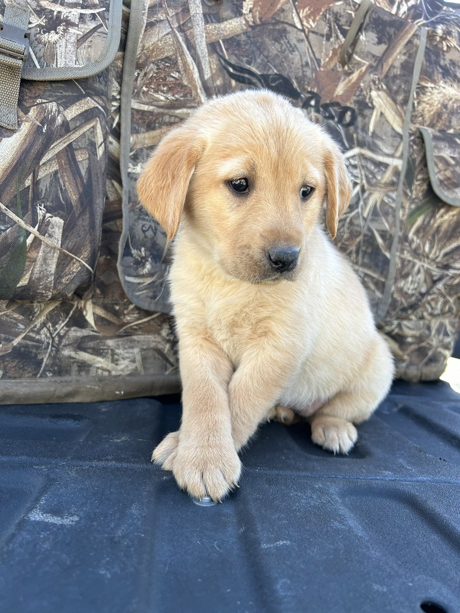 bortner_luke's tweet photo. Purebred Lab Puppies for sale
Perfect timing to get trained for next fall
Message me for details. https://t.co/RyPon56WvG