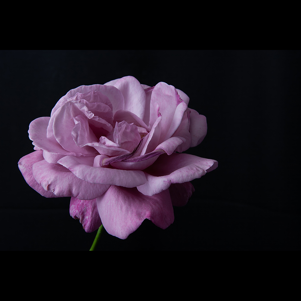 Happy Valentines Day to all. (I shot this rose for work I did with Rosanne Cash for her album Black Cadillac). The rose was from my garden.