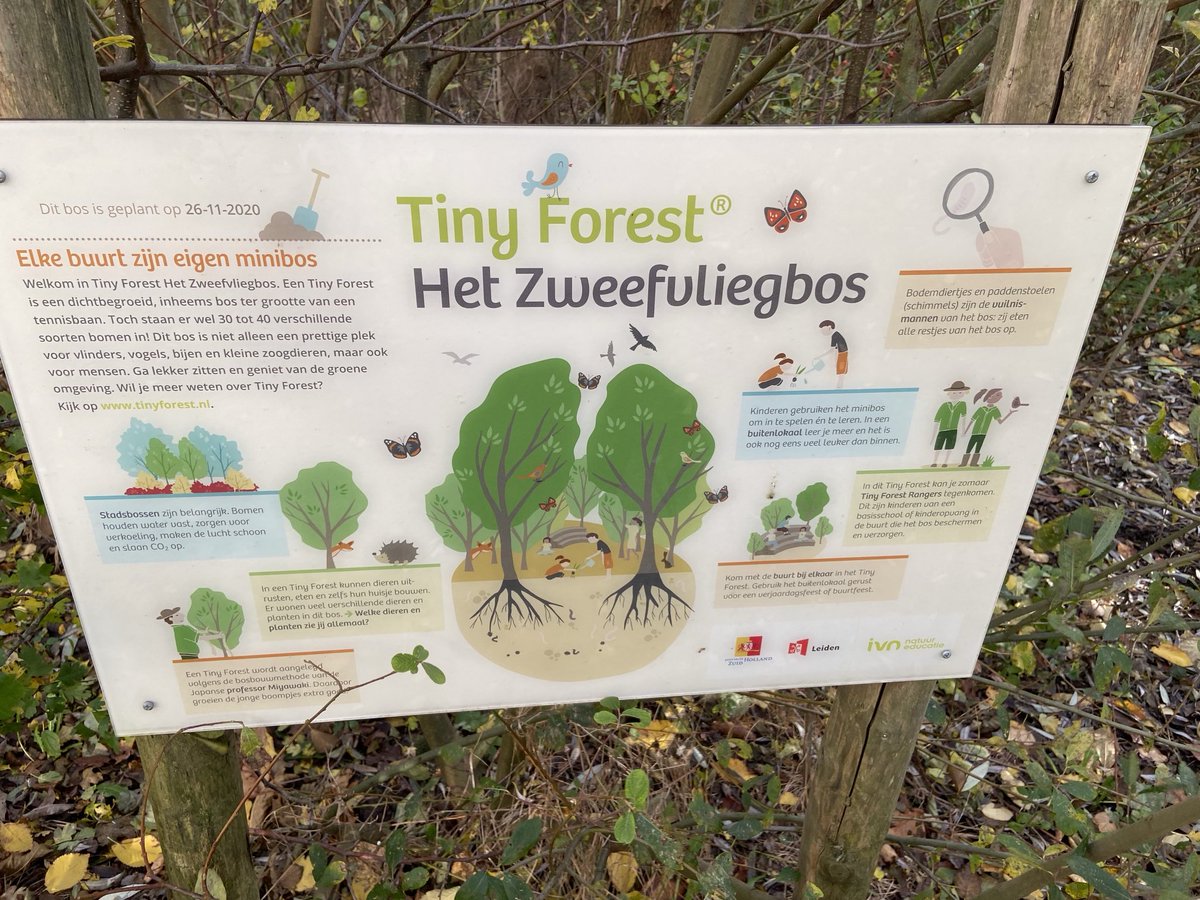LatynNL's tweet photo. Altijd weer gaaf om je artikel in gedrukt vorm te zien. Deze keer over Tiny forests.
In Arbor vitae, het bulletin van de Nederlandse Dendrologische Vereniging en Koninklijke Vereniging van Boskoopse Culturen. Nummer 2024_1
#NDV #KVBC #IVN #TIny_Forests # Bomen #Miyawaki_forests https://t.co/qPpYB1K8l6