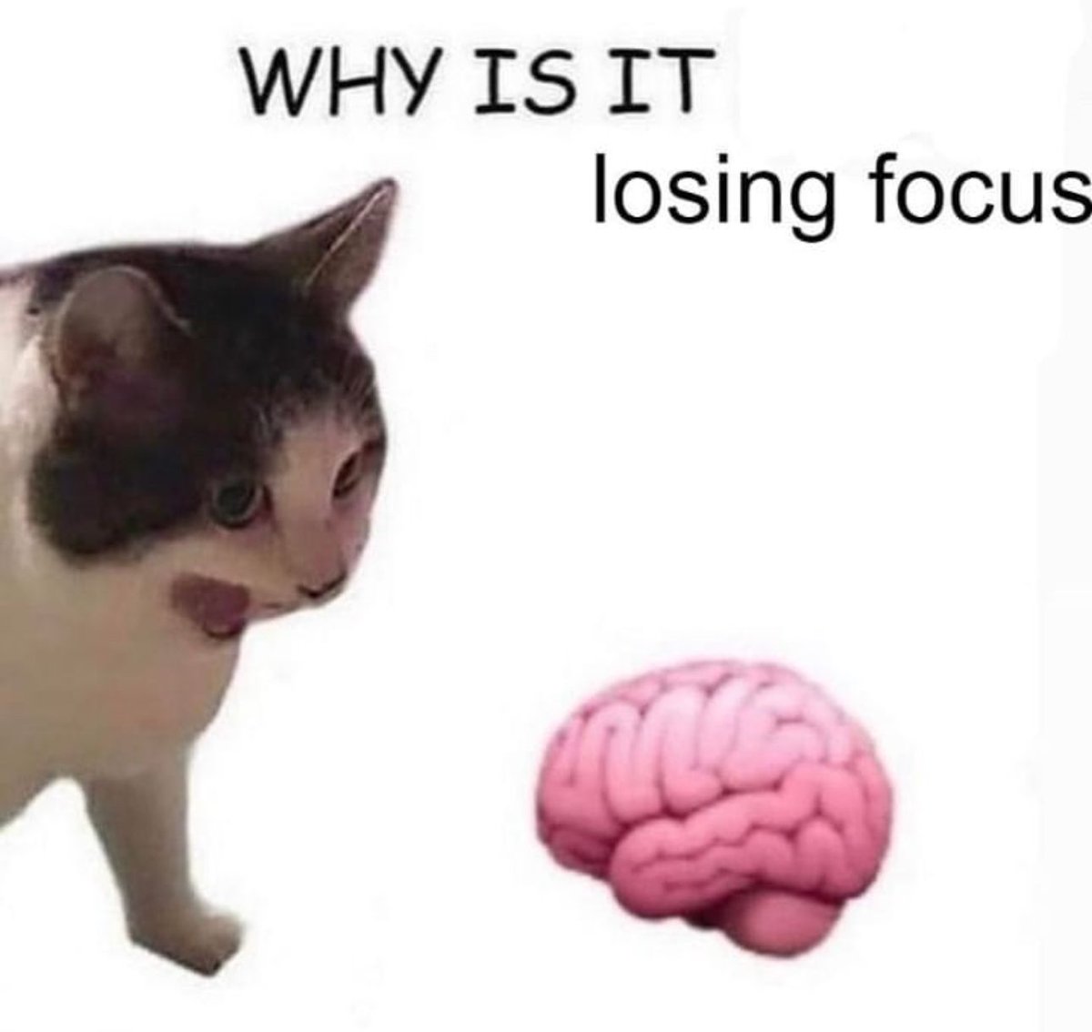 Posts Of Cats tweet media
