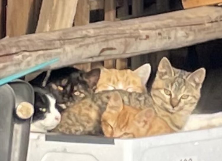 山電話 tweet media