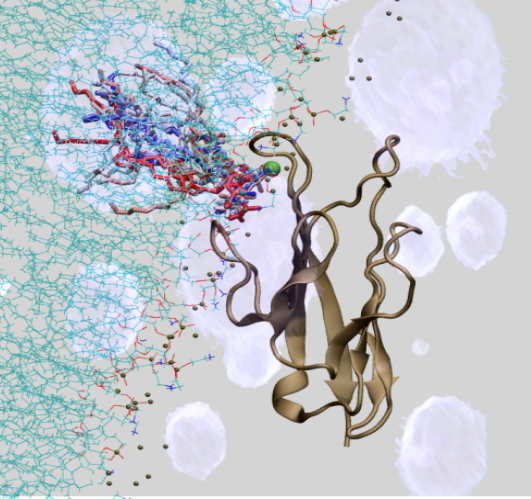 Antonio Monari (@antoniomonari) on Twitter photo How natural killer recognize #apoptotic cells revealed by #compchem Interaction of TIM-3 #immune system protein with cellular lipid bilayers a step toward #photoimmunotherapy <a href="/ItodysC/">The CTM Group</a> <a href="/ITODYS_lab/">ITODYS Lab</a> <a href="/univ_paris_cite/">Université Paris Cité</a> <a href="/L2CM_UMR7053/">Chimie Moléculaire</a> <a href="/nastya_delova/">AnastasiiaDelova</a> <a href="/ChemEurJ/">ChemEurJ: Chemistry - A European Journal</a> …mistry-europe.onlinelibrary.wiley.com/doi/10.1002/ch… How natural killer recognize #apoptotic cells revealed by #compchem Interaction of TIM-3 #immune system protein with cellular lipid bilayers a step toward #photoimmunotherapy <a href="/ItodysC/">The CTM Group</a> <a href="/ITODYS_lab/">ITODYS Lab</a> <a href="/univ_paris_cite/">Université Paris Cité</a> <a href="/L2CM_UMR7053/">Chimie Moléculaire</a> <a href="/nastya_delova/">AnastasiiaDelova</a> <a href="/ChemEurJ/">ChemEurJ: Chemistry - A European Journal</a> …mistry-europe.onlinelibrary.wiley.com/doi/10.1002/ch…