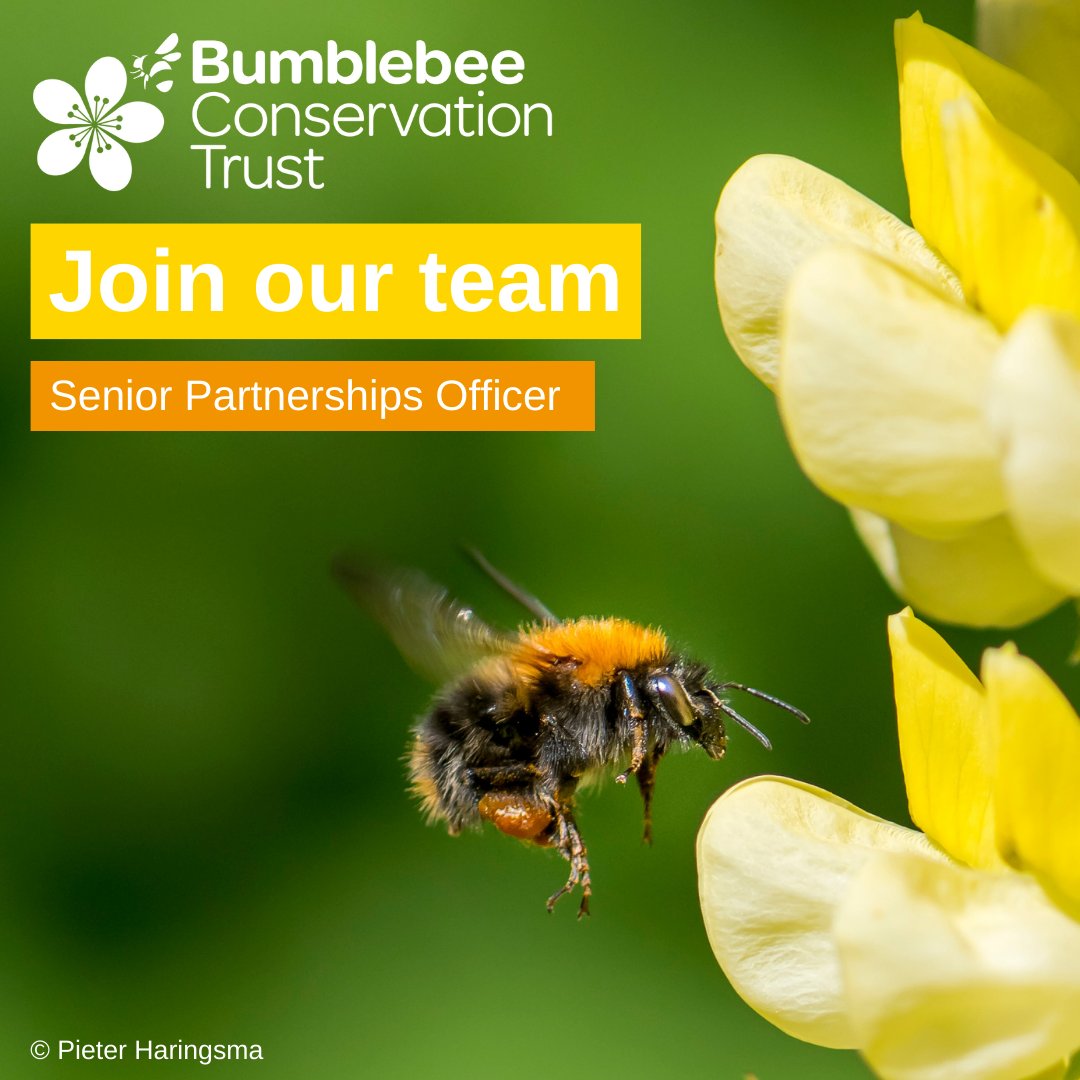BumblebeeTrust's tweet image. We are looking for a Senior Partnerships Officer 🐝

🕒 Full-time (35 hours per week), permanent position
📍 Home-based
📅 5pm Friday 1 March 2024

Full details 👉🏿 ow.ly/XWPx50Qx684
