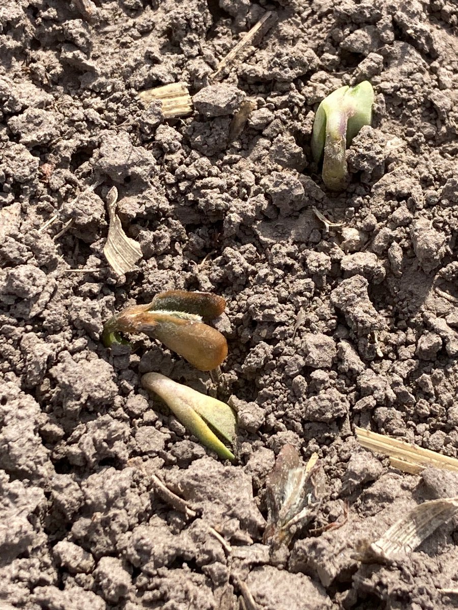 KSUNCKEF's tweet photo. @DaveDejmal Beans planted Apr. 5 2023, pics taken Apr. 24 in Republic Co. KS.  No stand counts in study, final stands seemed normal.  3 years of this study and really haven't seen statistical difference between planting late-March/early-April thru mid-May. https://t.co/yXVRTkw4nC