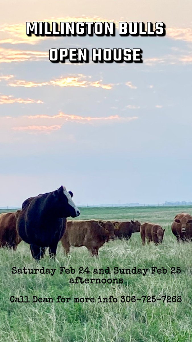 Bull sale open house