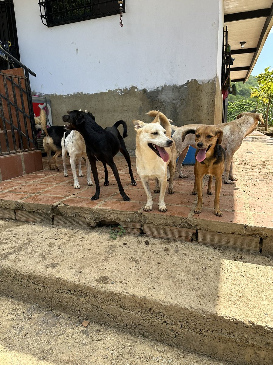 ayudemosapluto's tweet photo. Happy day of love and friendship 💕 They wish you part of the little ones, the only beings who truly understand the meaning of this feeling in a selfless and loyal way 🐶🐾🐾 Our current situation is as follows 👇🏻
✳️March Rental ($663 missing)
✳️ #CafeAP Expenses ($63 missing) https://t.co/85YI6T9mHk