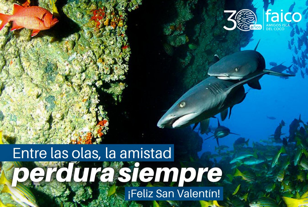 Amigos Isla del Coco (Faico) tweet media