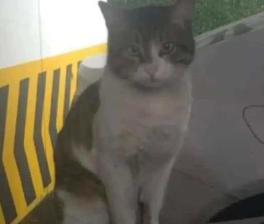 Bu sefer unutulmasına da üstünün kapatılmasına da izin vermeyeceğiz . Çünkü bıktık ,çünkü yıldık artık yeter ! Onları koruyacak ömürlük yasayı istiyoruz üst sınırdan ceza istiyoruz ! Caydırıcı olan cezalar istiyoruz . #ibrahimkeloğlantutuklansın