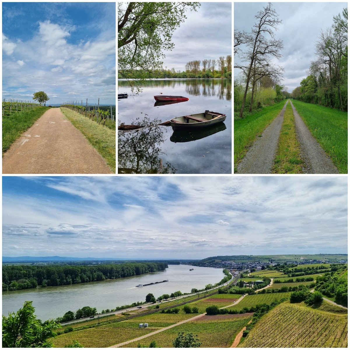 Mit <a href="/JafreNa/">Jαɳα</a> unterwegs am Rhein
Von Oppenheim nach Laubenheim tinyurl.com/4ur7deer
Rußheimer Altrhein tinyurl.com/2krz7ns8
